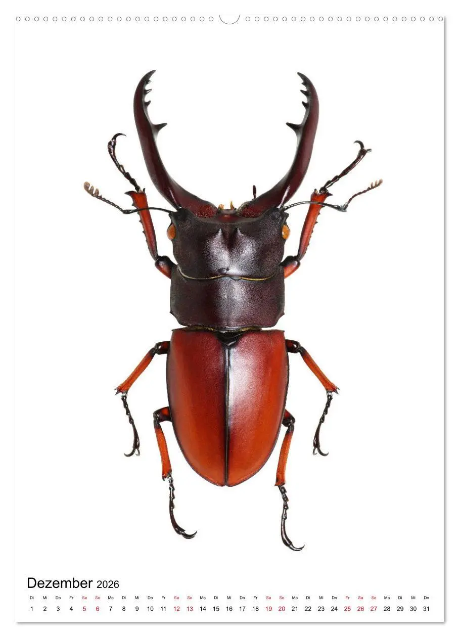 Bild: 9783516406306 | Die schönsten Insekten (Wandkalender 2026 DIN A2 hoch), CALVENDO...