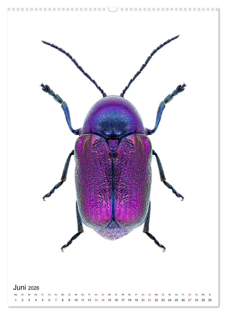 Bild: 9783516406306 | Die schönsten Insekten (Wandkalender 2026 DIN A2 hoch), CALVENDO...