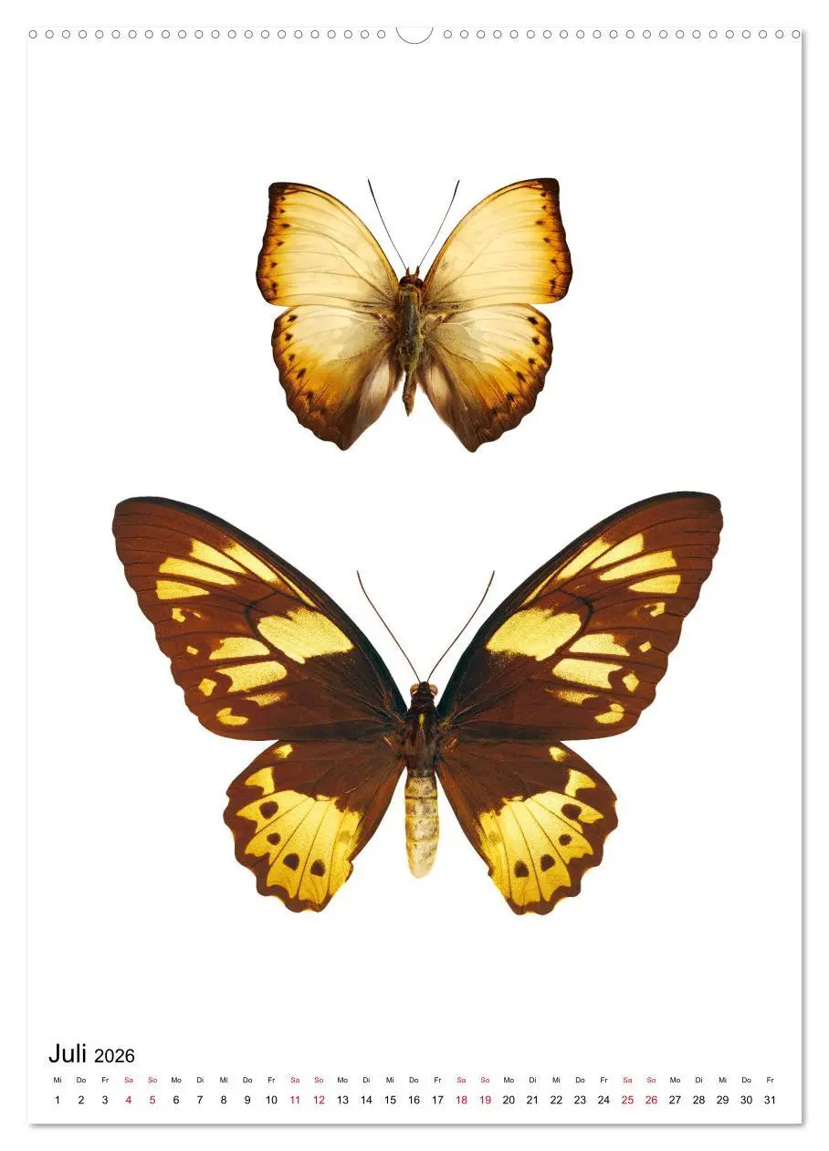 Bild: 9783516406306 | Die schönsten Insekten (Wandkalender 2026 DIN A2 hoch), CALVENDO...