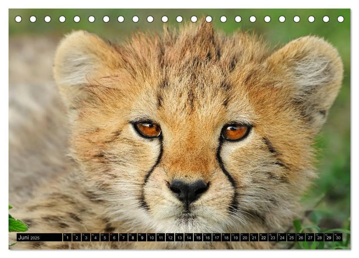 Bild: 9783435756506 | Magie des Augenblicks - Tierkinder - klein, aber wild...