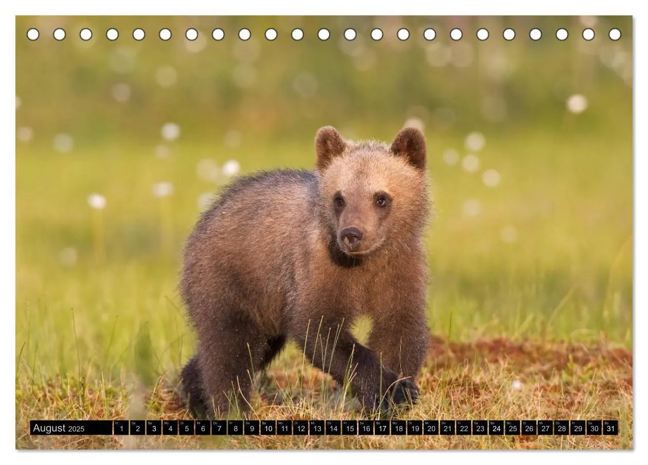 Bild: 9783435756506 | Magie des Augenblicks - Tierkinder - klein, aber wild...