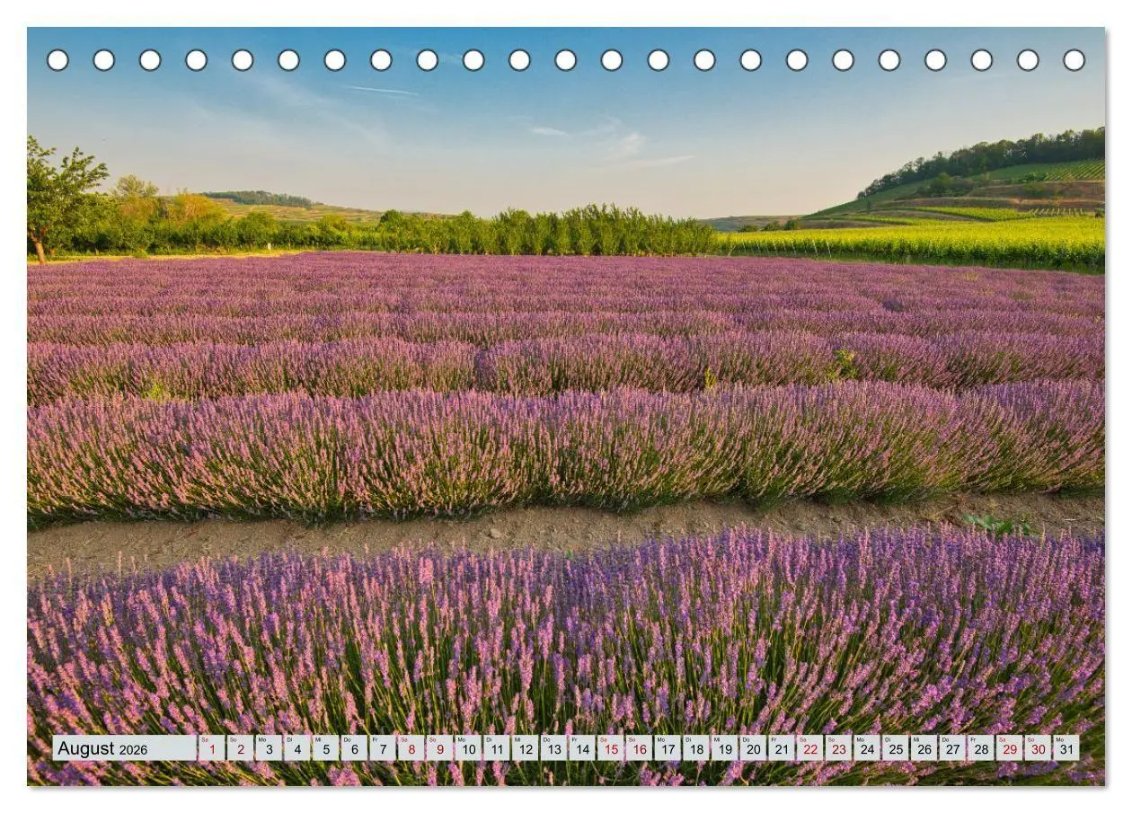 Bild: 9783457846506 | Weinregion Kaiserstuhl (Tischkalender 2026 DIN A5 quer), CALVENDO...