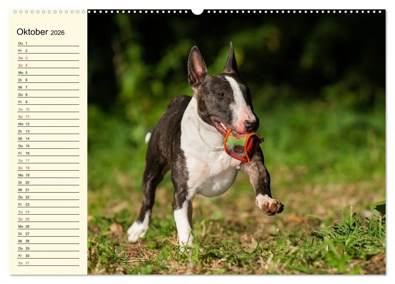 Bild: 9783516006506 | Bullterrier (hochwertiger Premium Wandkalender 2026 DIN A2 quer),...