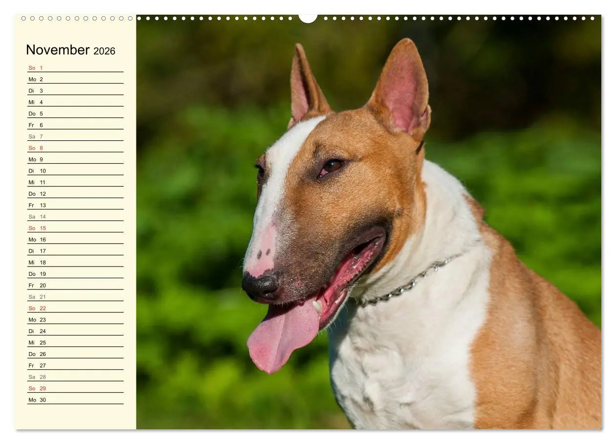 Bild: 9783516006506 | Bullterrier (hochwertiger Premium Wandkalender 2026 DIN A2 quer),...