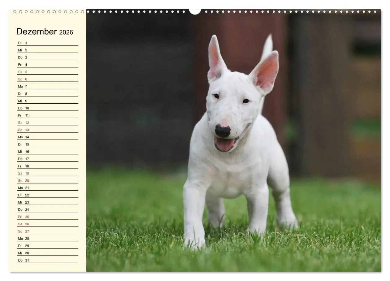 Bild: 9783516006506 | Bullterrier (hochwertiger Premium Wandkalender 2026 DIN A2 quer),...