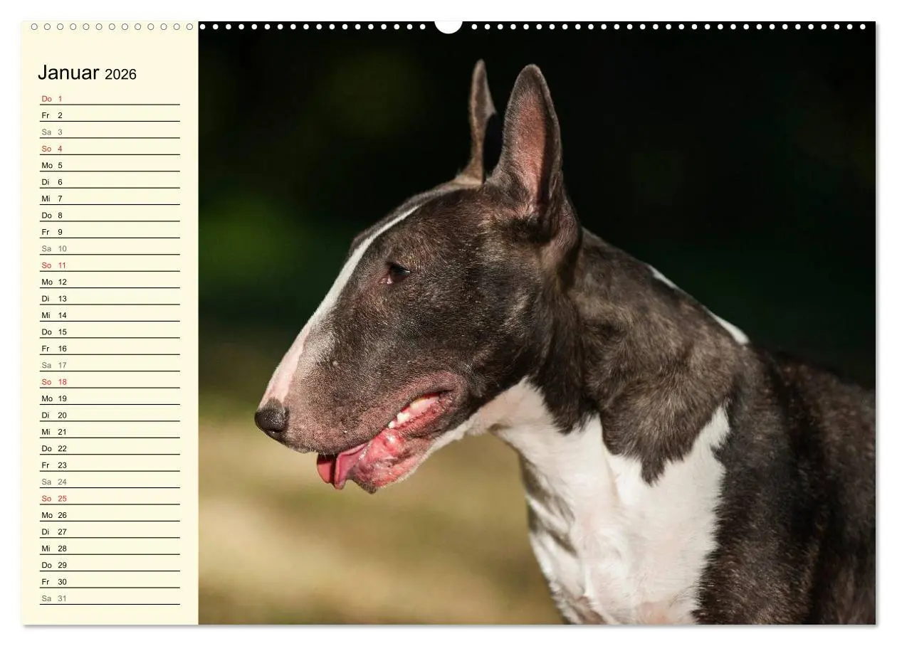 Bild: 9783516006506 | Bullterrier (hochwertiger Premium Wandkalender 2026 DIN A2 quer),...