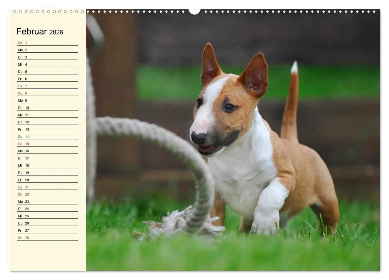 Bild: 9783516006506 | Bullterrier (hochwertiger Premium Wandkalender 2026 DIN A2 quer),...