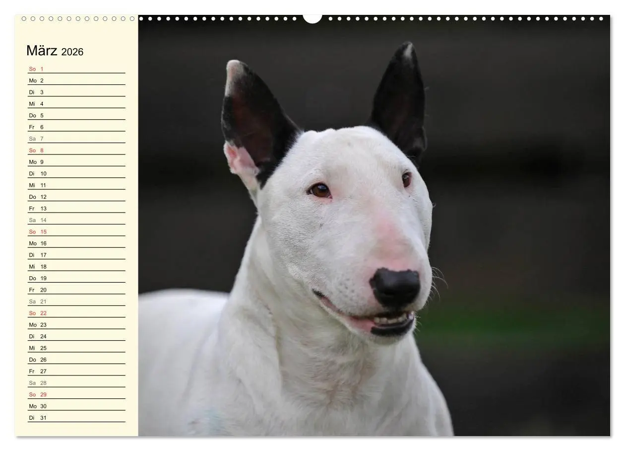 Bild: 9783516006506 | Bullterrier (hochwertiger Premium Wandkalender 2026 DIN A2 quer),...