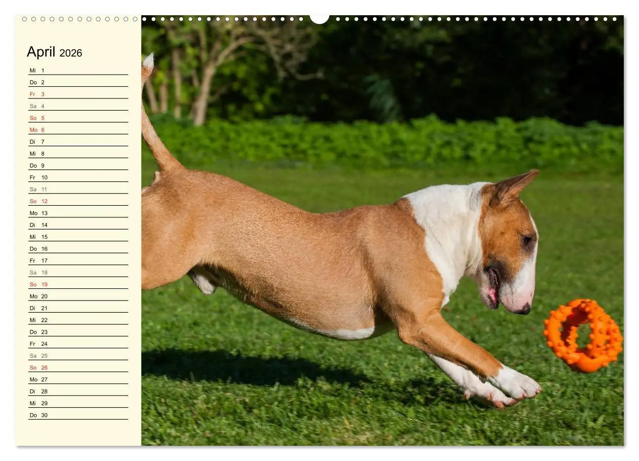 Bild: 9783516006506 | Bullterrier (hochwertiger Premium Wandkalender 2026 DIN A2 quer),...