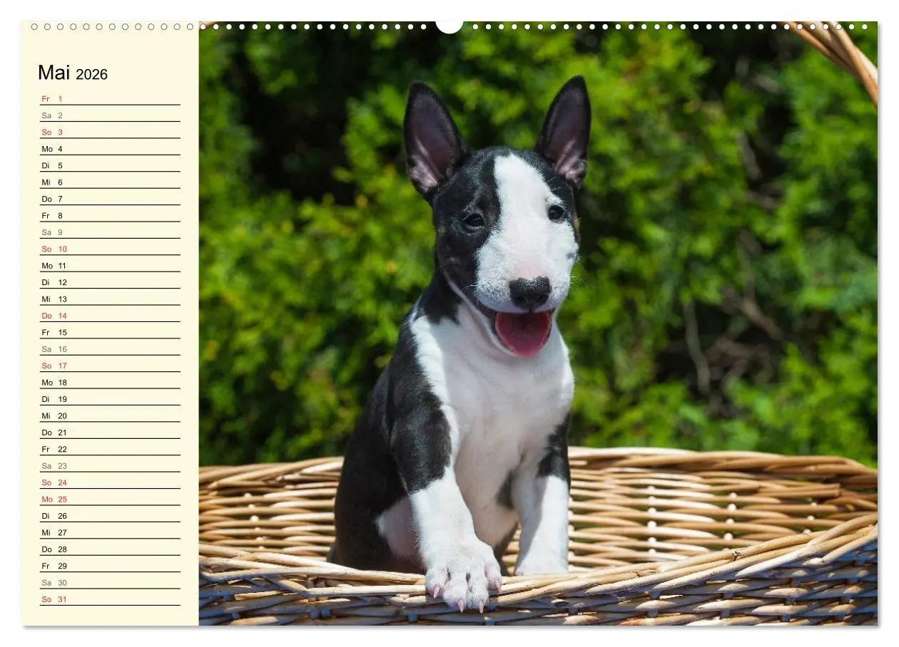 Bild: 9783516006506 | Bullterrier (hochwertiger Premium Wandkalender 2026 DIN A2 quer),...