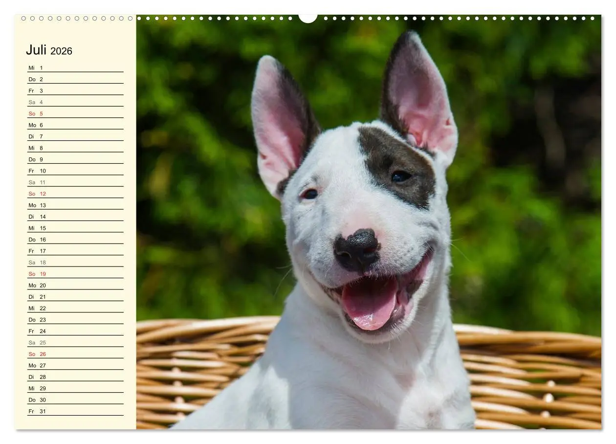 Bild: 9783516006506 | Bullterrier (hochwertiger Premium Wandkalender 2026 DIN A2 quer),...