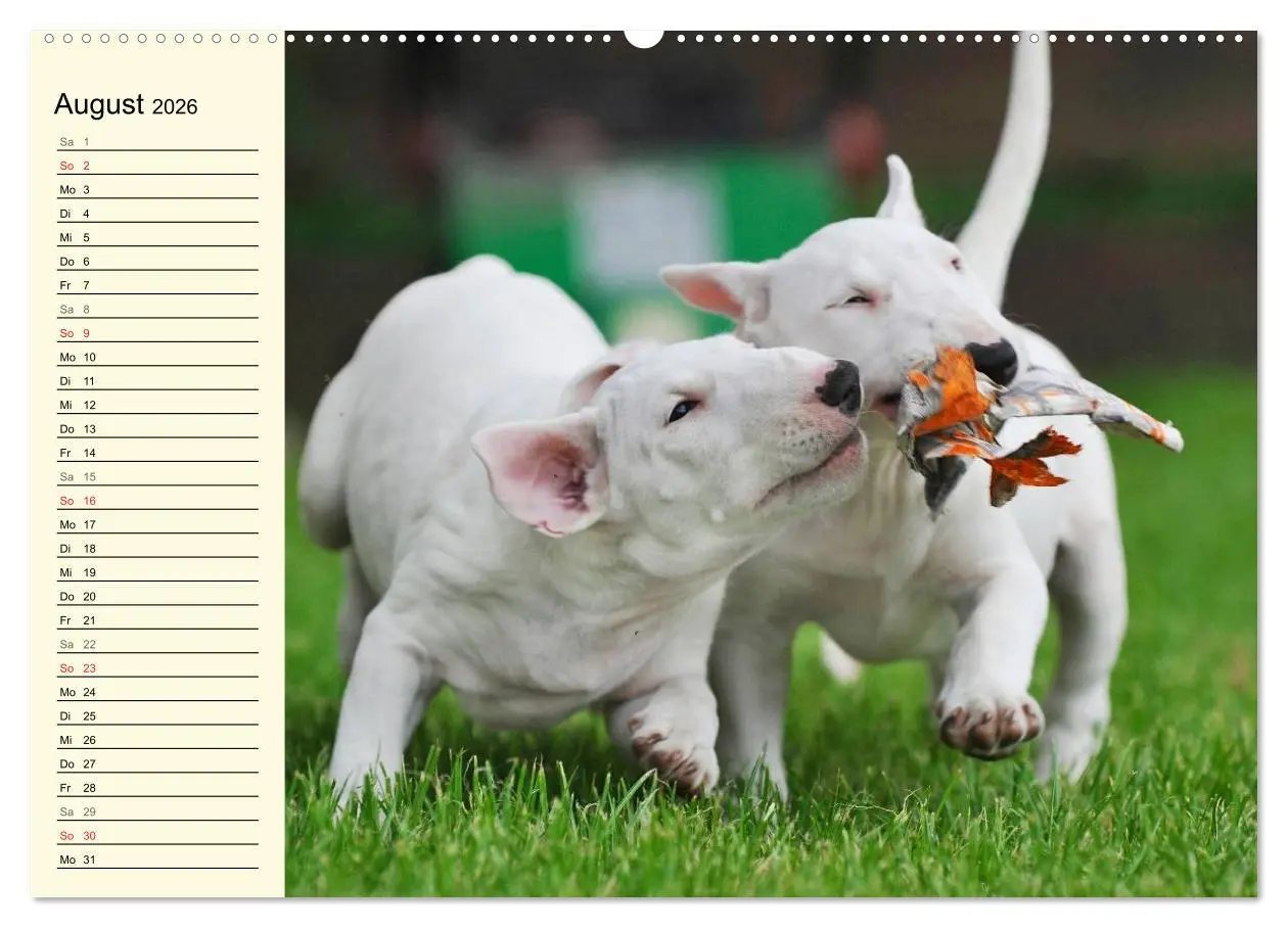 Bild: 9783516006506 | Bullterrier (hochwertiger Premium Wandkalender 2026 DIN A2 quer),...
