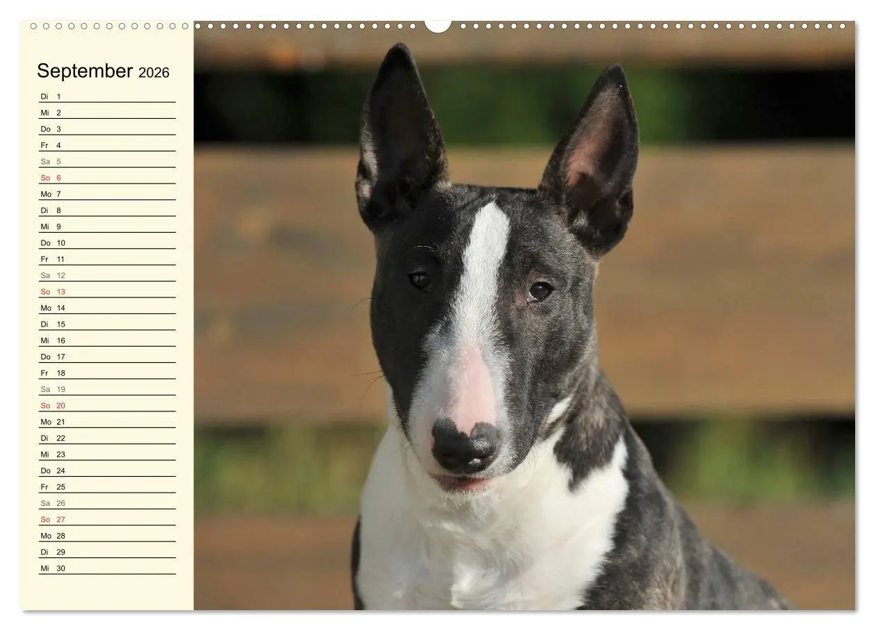 Bild: 9783516006506 | Bullterrier (hochwertiger Premium Wandkalender 2026 DIN A2 quer),...
