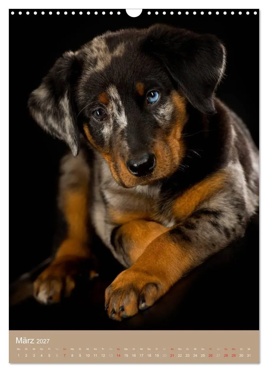 Bild: 9783594156506 | Hundekinder (Wandkalender 2027 DIN A3 hoch), CALVENDO Monatskalender