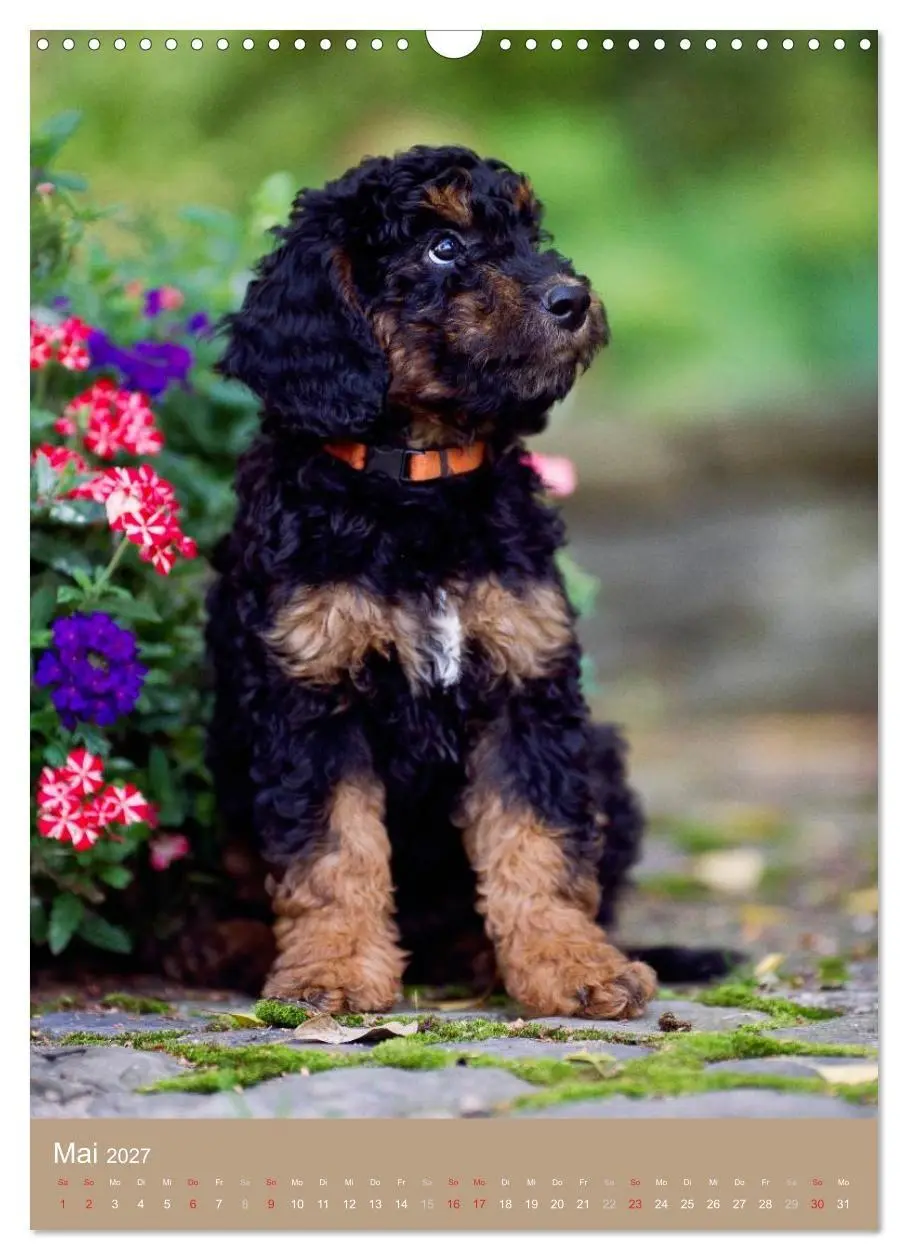 Bild: 9783594156506 | Hundekinder (Wandkalender 2027 DIN A3 hoch), CALVENDO Monatskalender