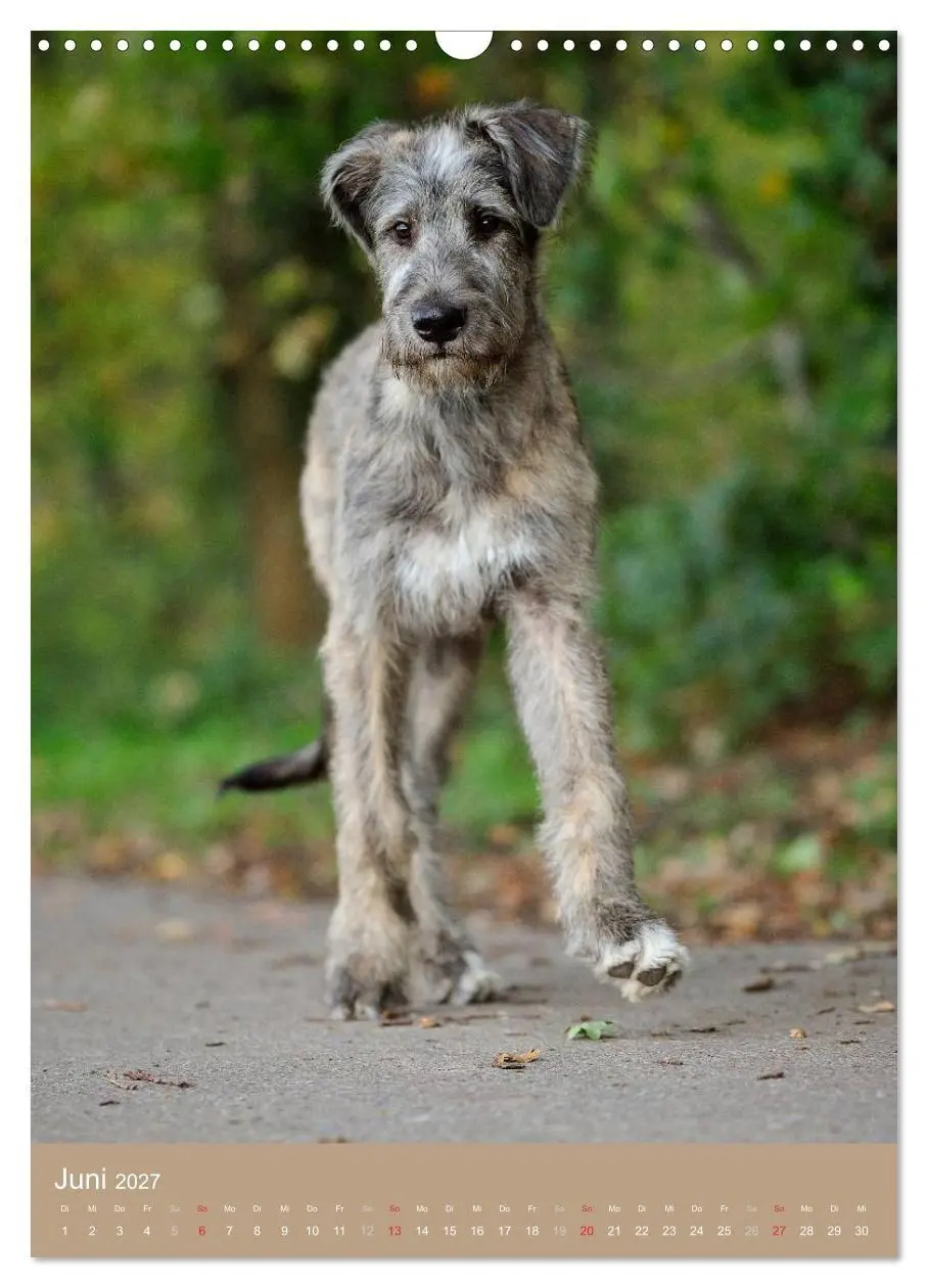 Bild: 9783594156506 | Hundekinder (Wandkalender 2027 DIN A3 hoch), CALVENDO Monatskalender