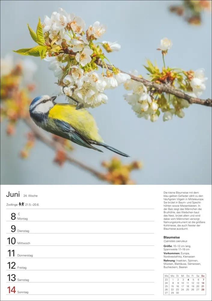Bild: 9783840036606 | Heimische Vögel Wochenplaner 2026 - 53 faszinierende Fotografien
