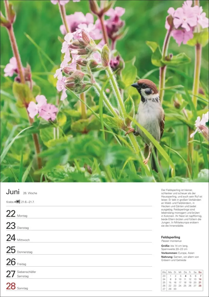 Bild: 9783840036606 | Heimische Vögel Wochenplaner 2026 - 53 faszinierende Fotografien