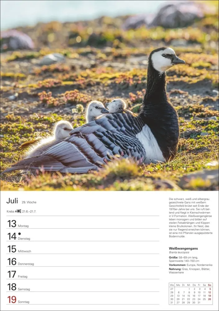Bild: 9783840036606 | Heimische Vögel Wochenplaner 2026 - 53 faszinierende Fotografien
