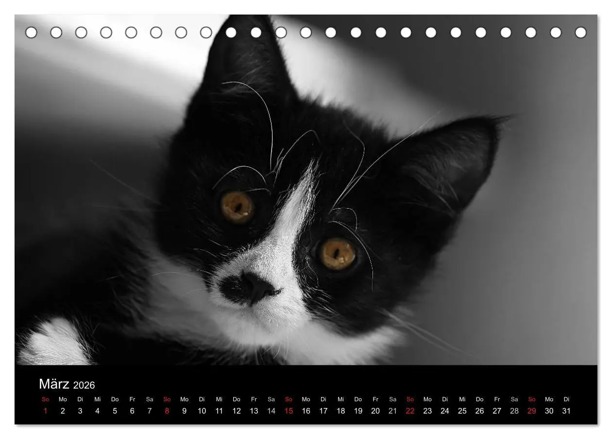 Bild: 9783516156706 | schwarz/weiß trifft farbe (Tischkalender 2026 DIN A5 quer),...