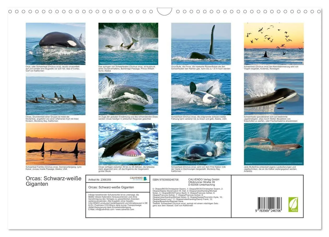 Bild: 9783569246706 | Orcas: Schwarz-weiße Giganten (Wandkalender 2027 DIN A3 quer),...