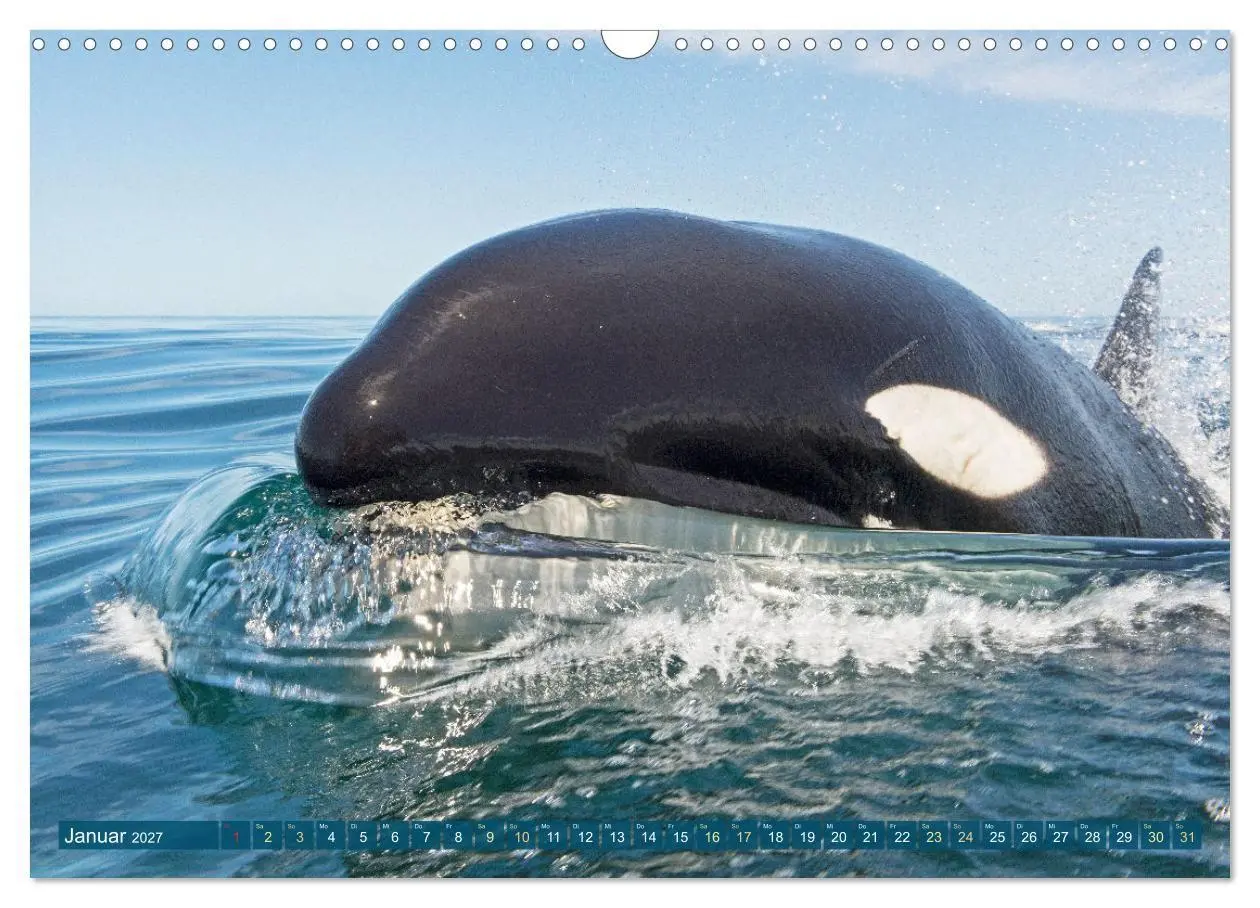 Bild: 9783569246706 | Orcas: Schwarz-weiße Giganten (Wandkalender 2027 DIN A3 quer),...