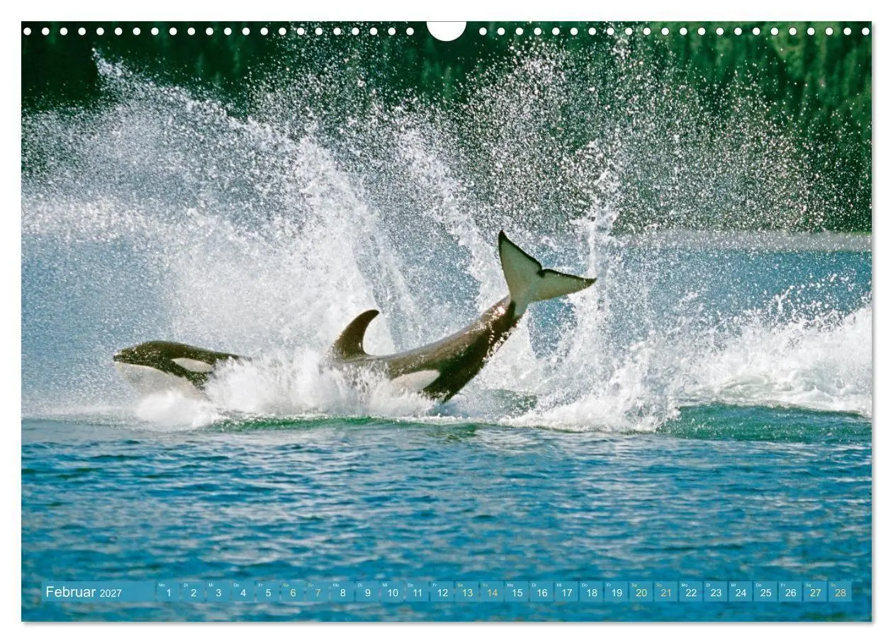 Bild: 9783569246706 | Orcas: Schwarz-weiße Giganten (Wandkalender 2027 DIN A3 quer),...