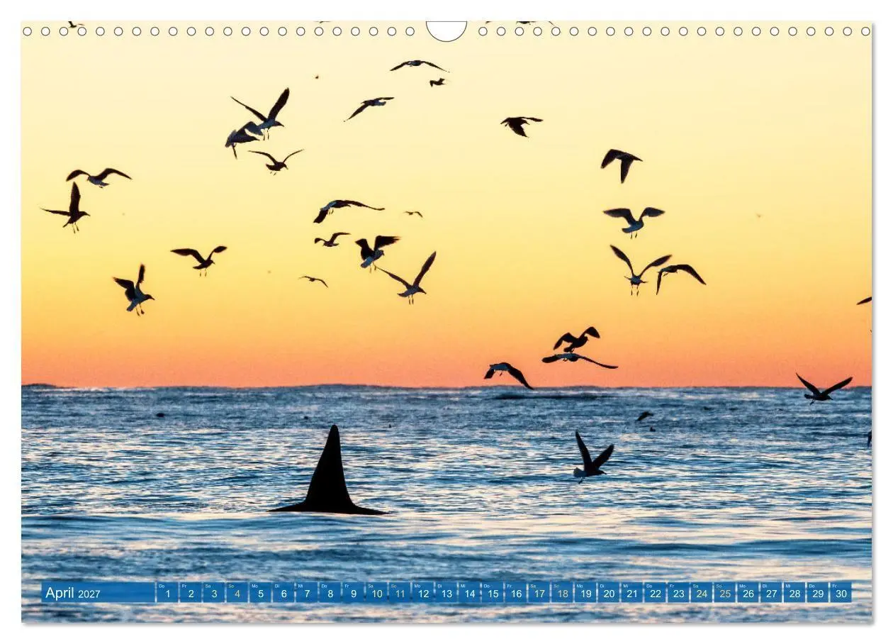 Bild: 9783569246706 | Orcas: Schwarz-weiße Giganten (Wandkalender 2027 DIN A3 quer),...