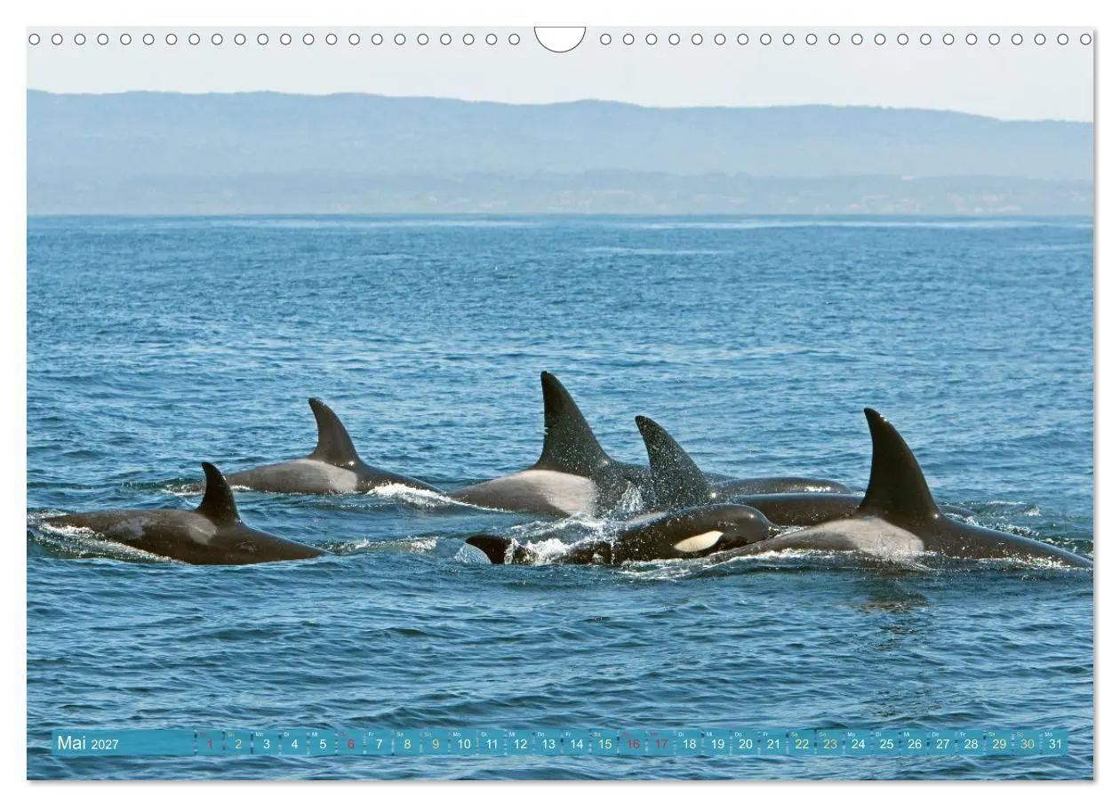 Bild: 9783569246706 | Orcas: Schwarz-weiße Giganten (Wandkalender 2027 DIN A3 quer),...