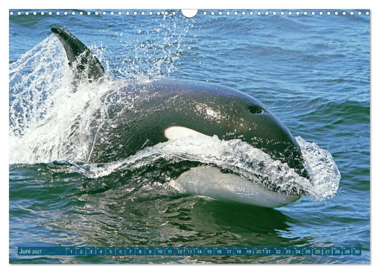 Bild: 9783569246706 | Orcas: Schwarz-weiße Giganten (Wandkalender 2027 DIN A3 quer),...