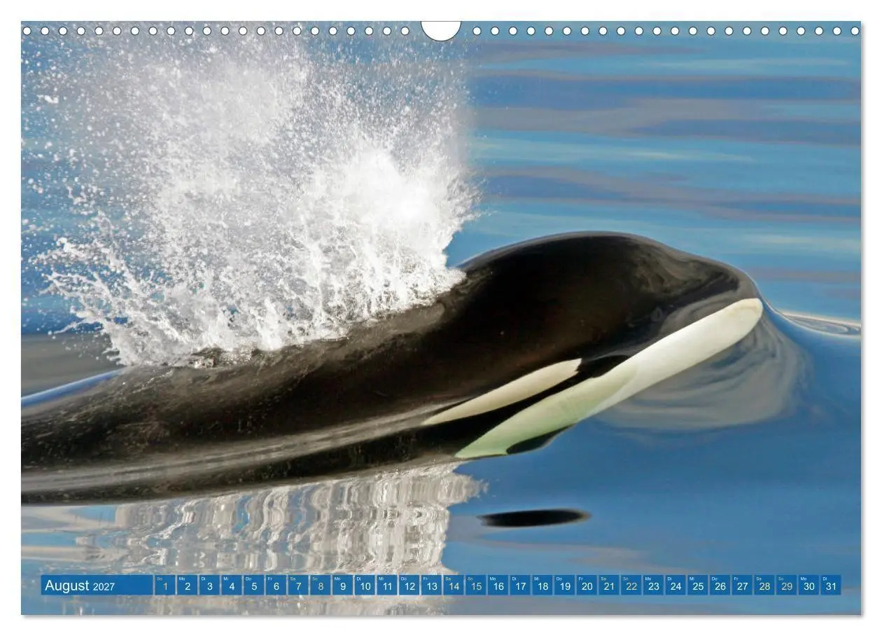 Bild: 9783569246706 | Orcas: Schwarz-weiße Giganten (Wandkalender 2027 DIN A3 quer),...