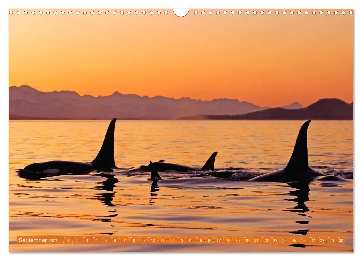Bild: 9783569246706 | Orcas: Schwarz-weiße Giganten (Wandkalender 2027 DIN A3 quer),...