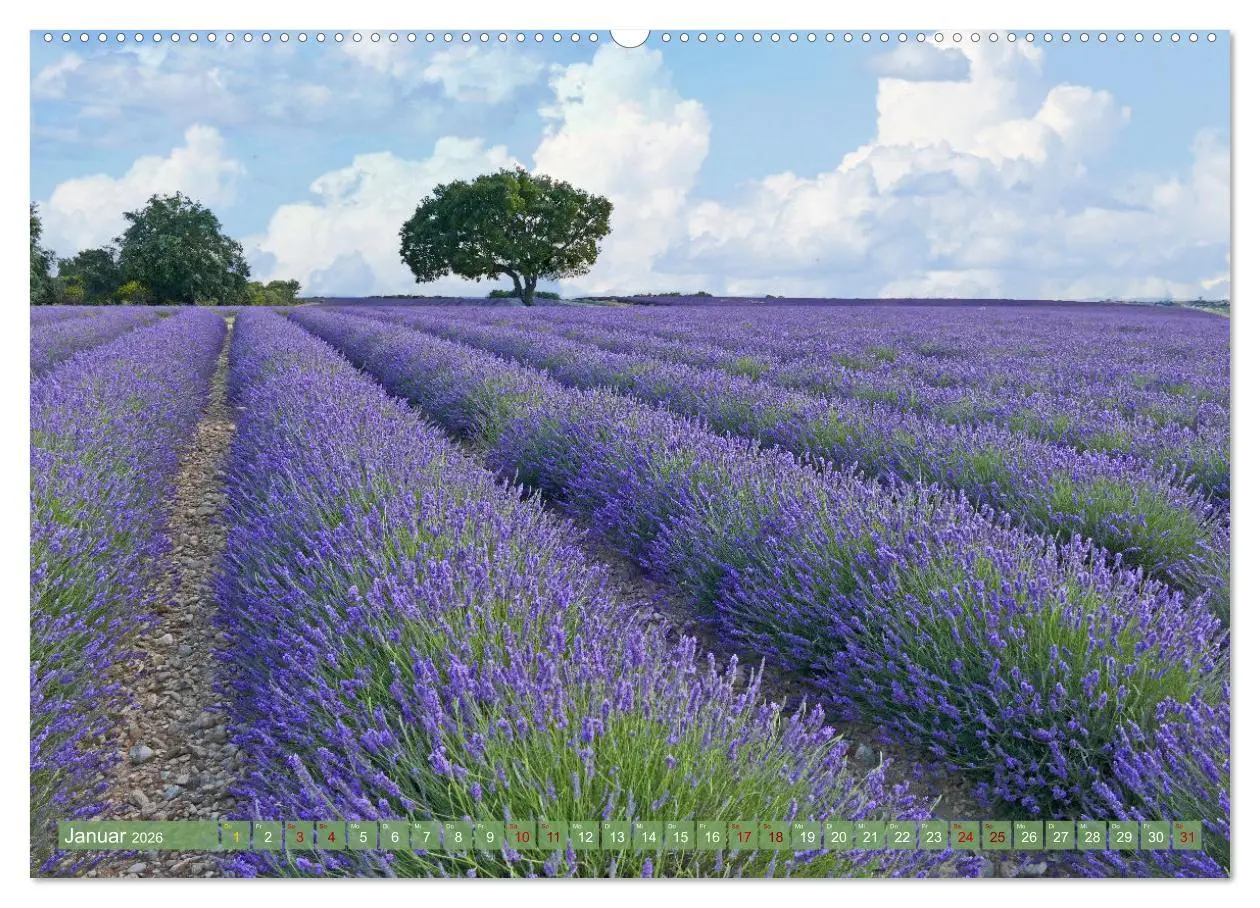 Bild: 9783457506806 | Der Duft von Lavendel (Wandkalender 2026 DIN A2 quer), CALVENDO...