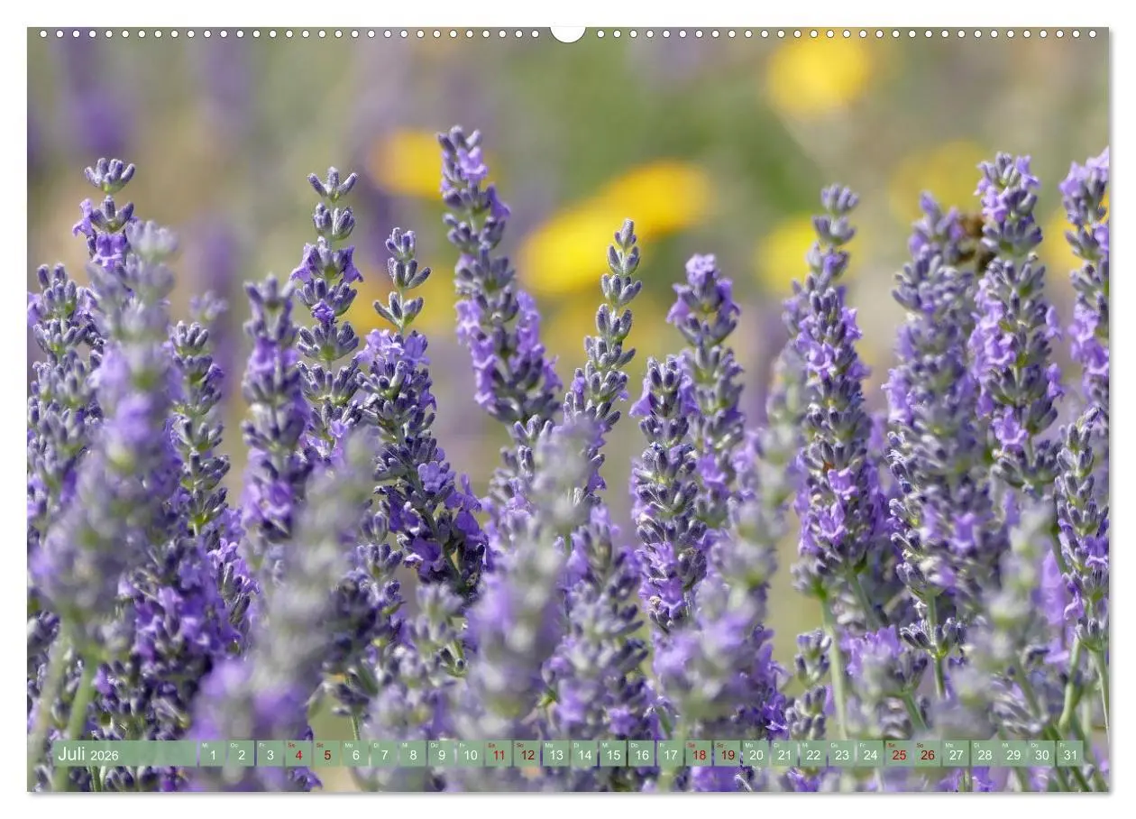 Bild: 9783457506806 | Der Duft von Lavendel (Wandkalender 2026 DIN A2 quer), CALVENDO...