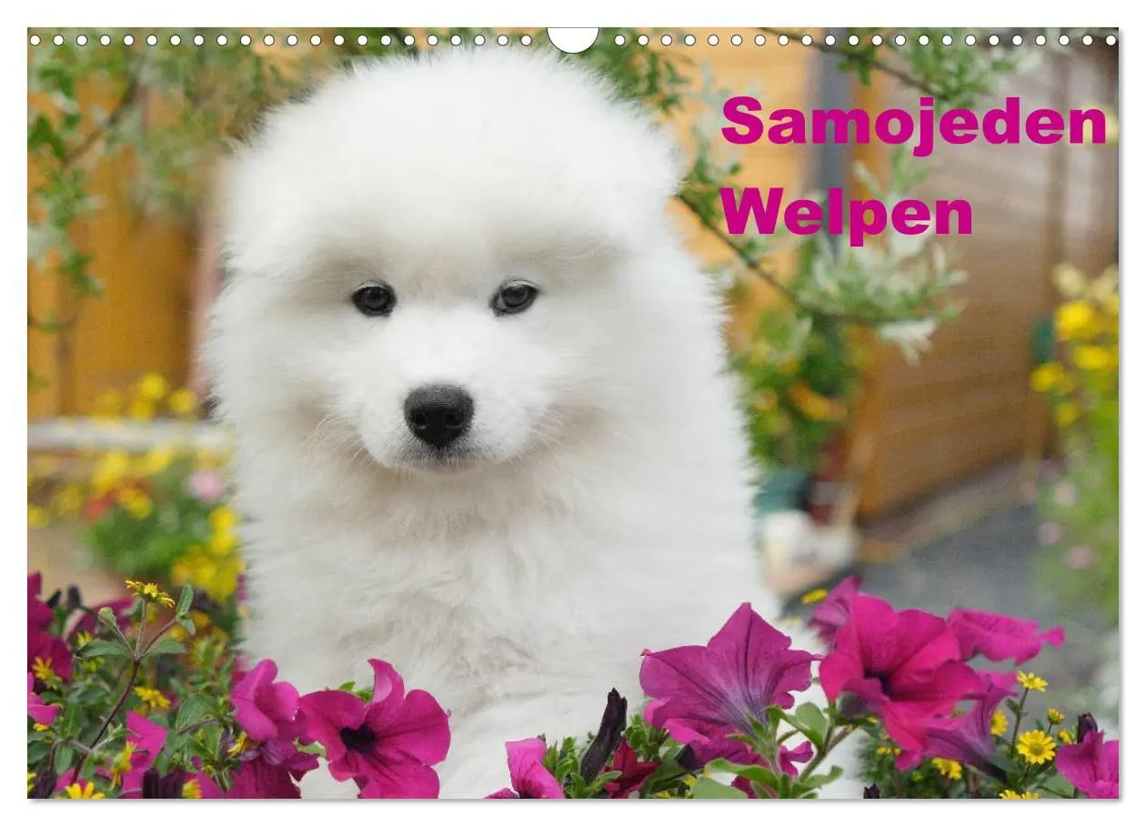 Cover: 9783516146806 | Samojeden Welpen (Wandkalender 2026 DIN A3 quer), CALVENDO...