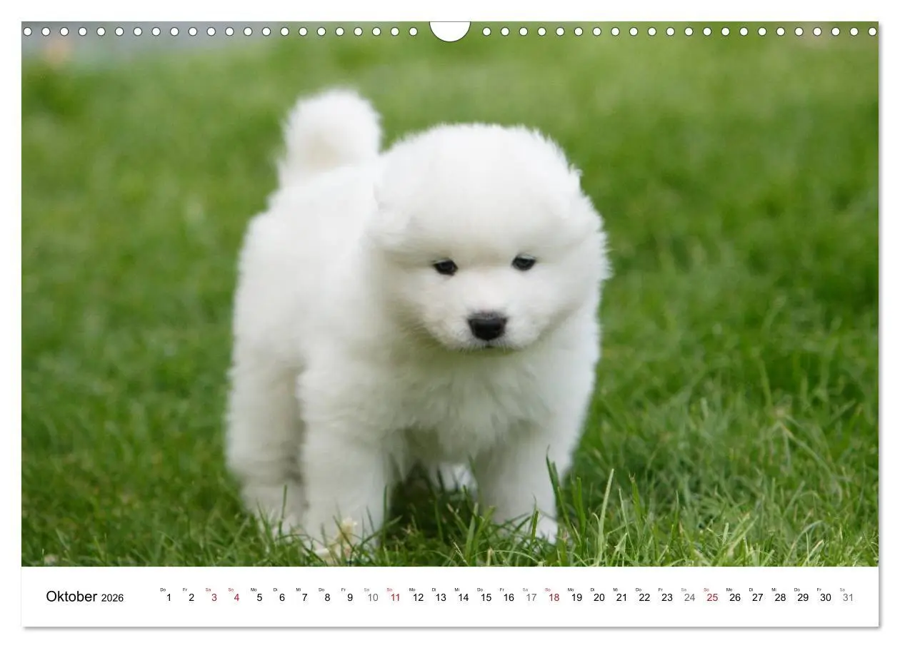 Bild: 9783516146806 | Samojeden Welpen (Wandkalender 2026 DIN A3 quer), CALVENDO...