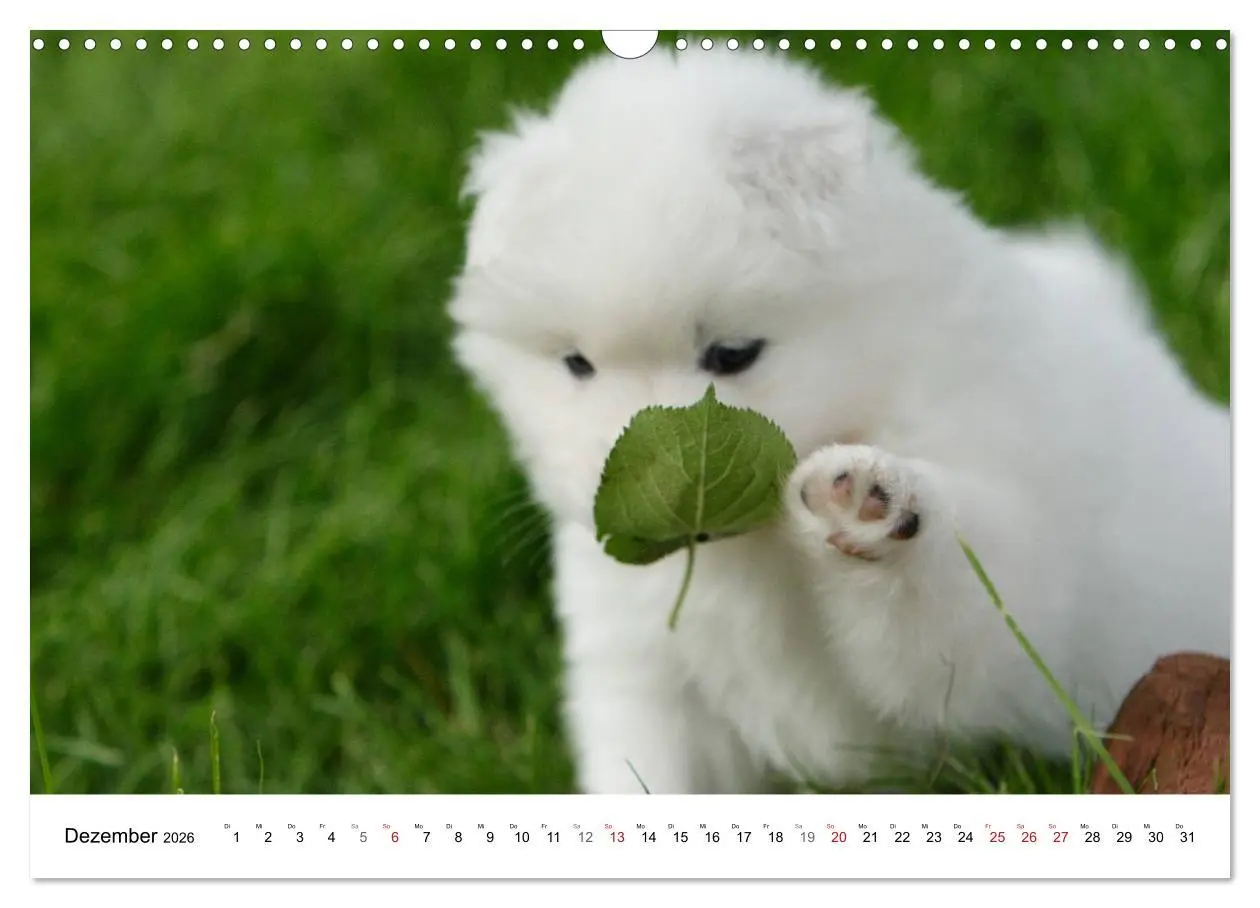 Bild: 9783516146806 | Samojeden Welpen (Wandkalender 2026 DIN A3 quer), CALVENDO...