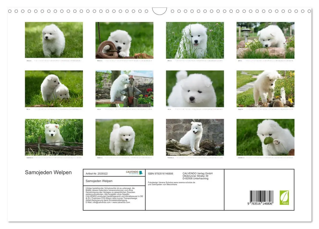 Bild: 9783516146806 | Samojeden Welpen (Wandkalender 2026 DIN A3 quer), CALVENDO...