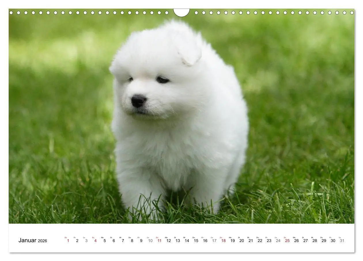 Bild: 9783516146806 | Samojeden Welpen (Wandkalender 2026 DIN A3 quer), CALVENDO...