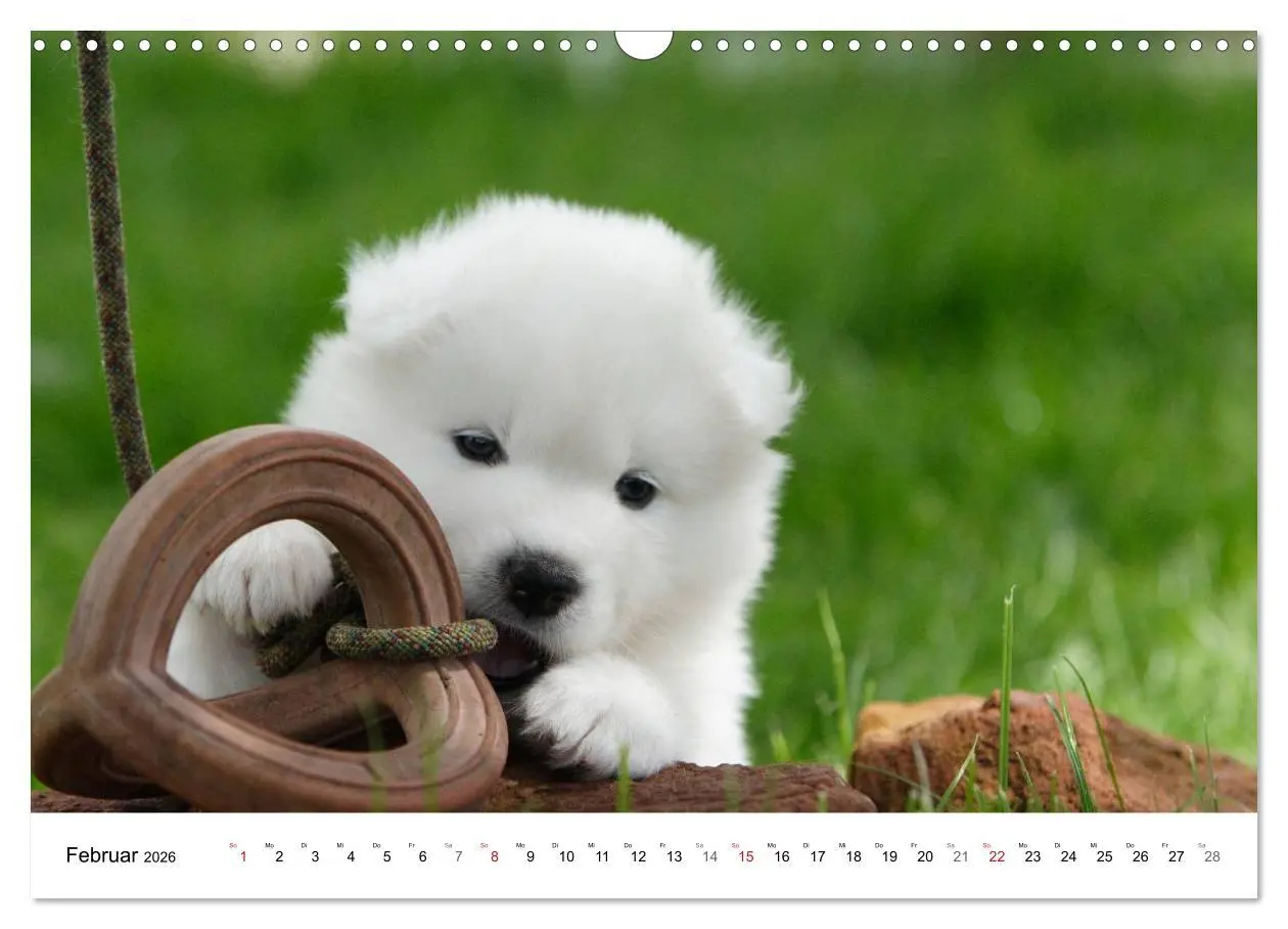 Bild: 9783516146806 | Samojeden Welpen (Wandkalender 2026 DIN A3 quer), CALVENDO...