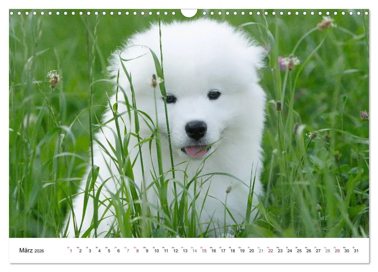 Bild: 9783516146806 | Samojeden Welpen (Wandkalender 2026 DIN A3 quer), CALVENDO...