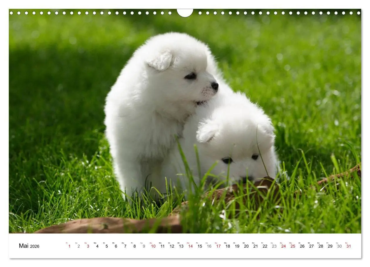 Bild: 9783516146806 | Samojeden Welpen (Wandkalender 2026 DIN A3 quer), CALVENDO...