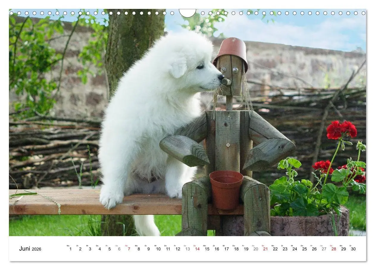 Bild: 9783516146806 | Samojeden Welpen (Wandkalender 2026 DIN A3 quer), CALVENDO...