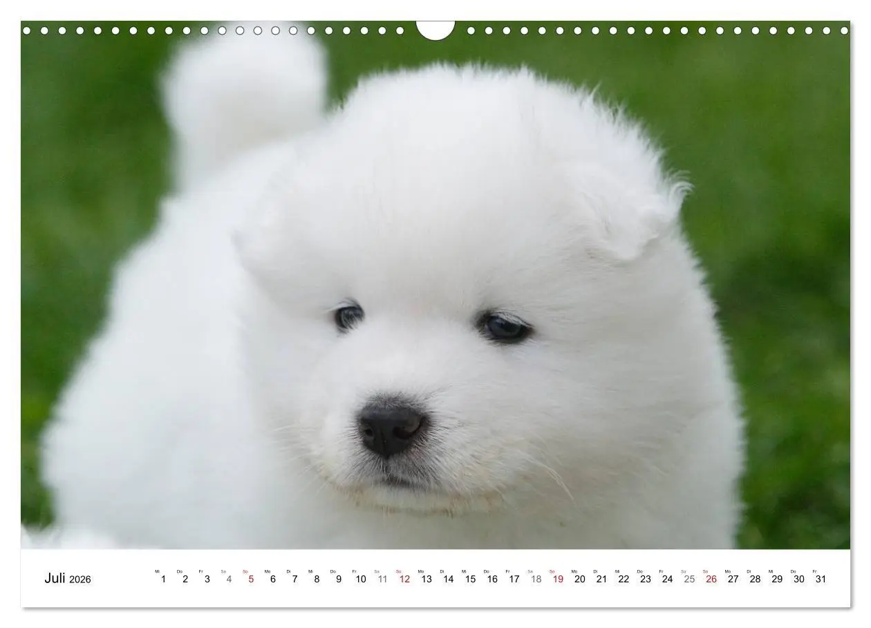 Bild: 9783516146806 | Samojeden Welpen (Wandkalender 2026 DIN A3 quer), CALVENDO...