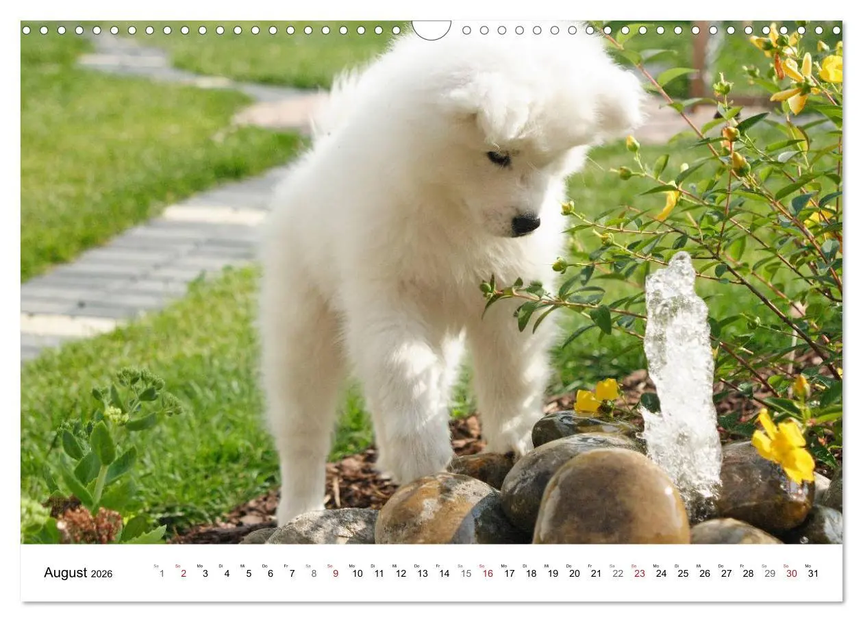 Bild: 9783516146806 | Samojeden Welpen (Wandkalender 2026 DIN A3 quer), CALVENDO...