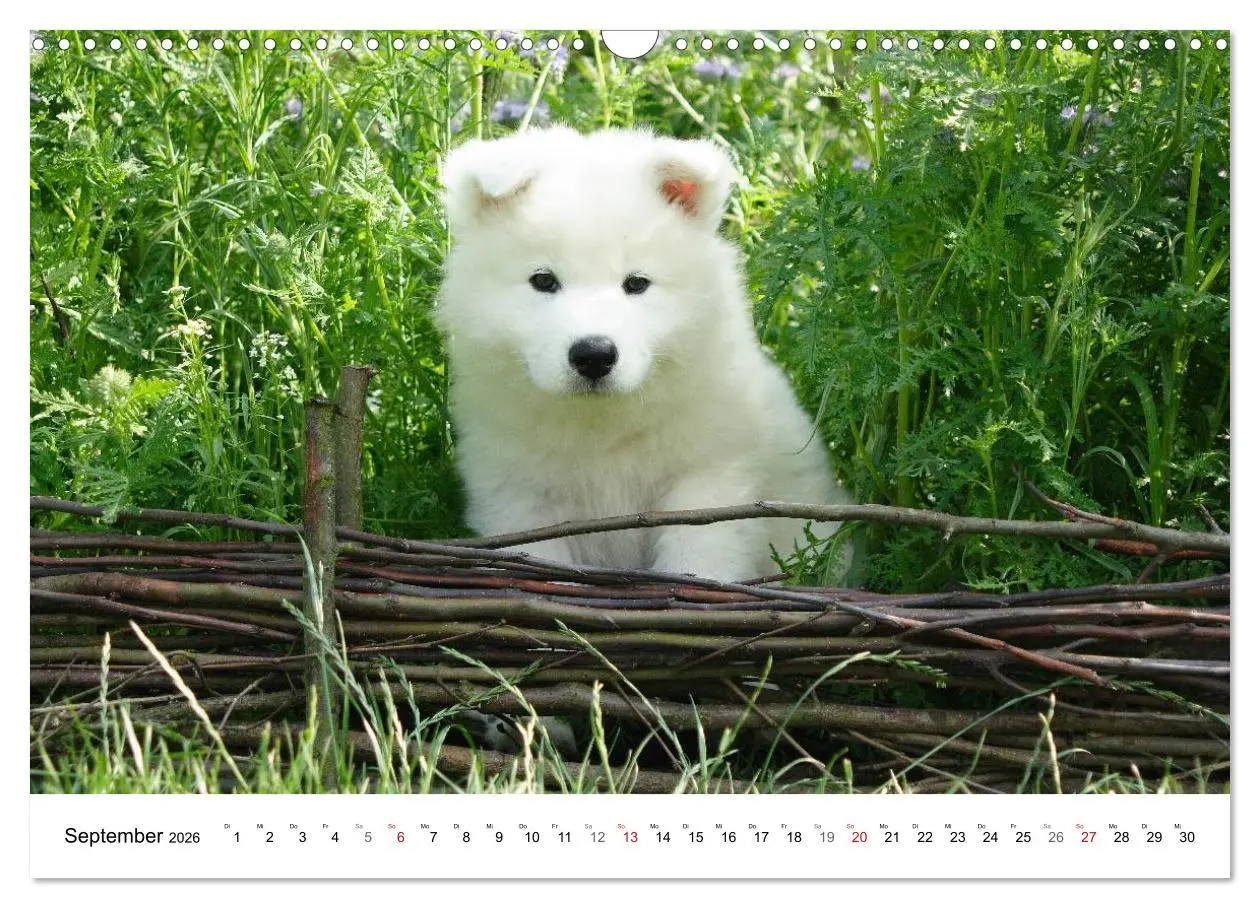 Bild: 9783516146806 | Samojeden Welpen (Wandkalender 2026 DIN A3 quer), CALVENDO...