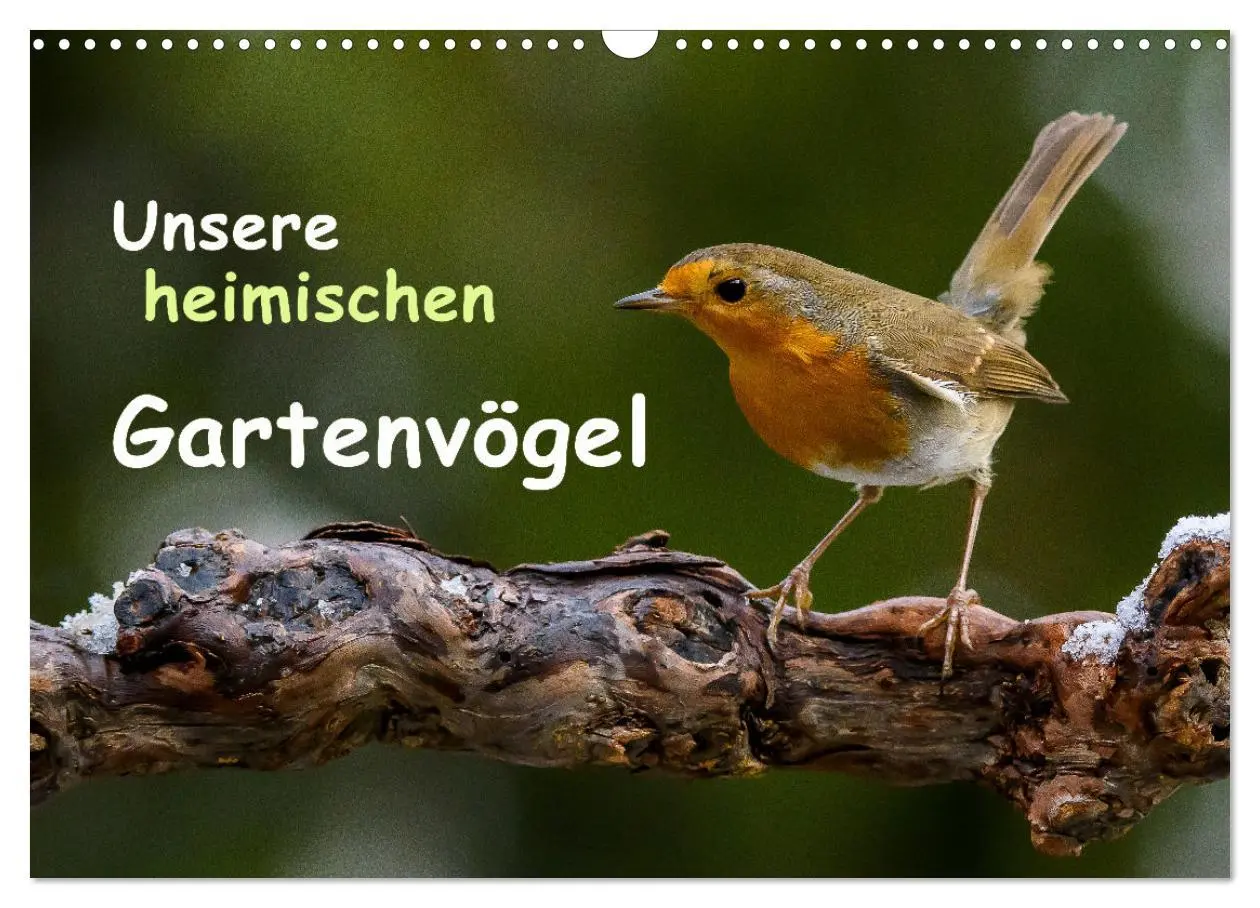 Cover: 9783516007206 | Unsere heimischen Gartenvögel (Wandkalender 2026 DIN A3 quer),...