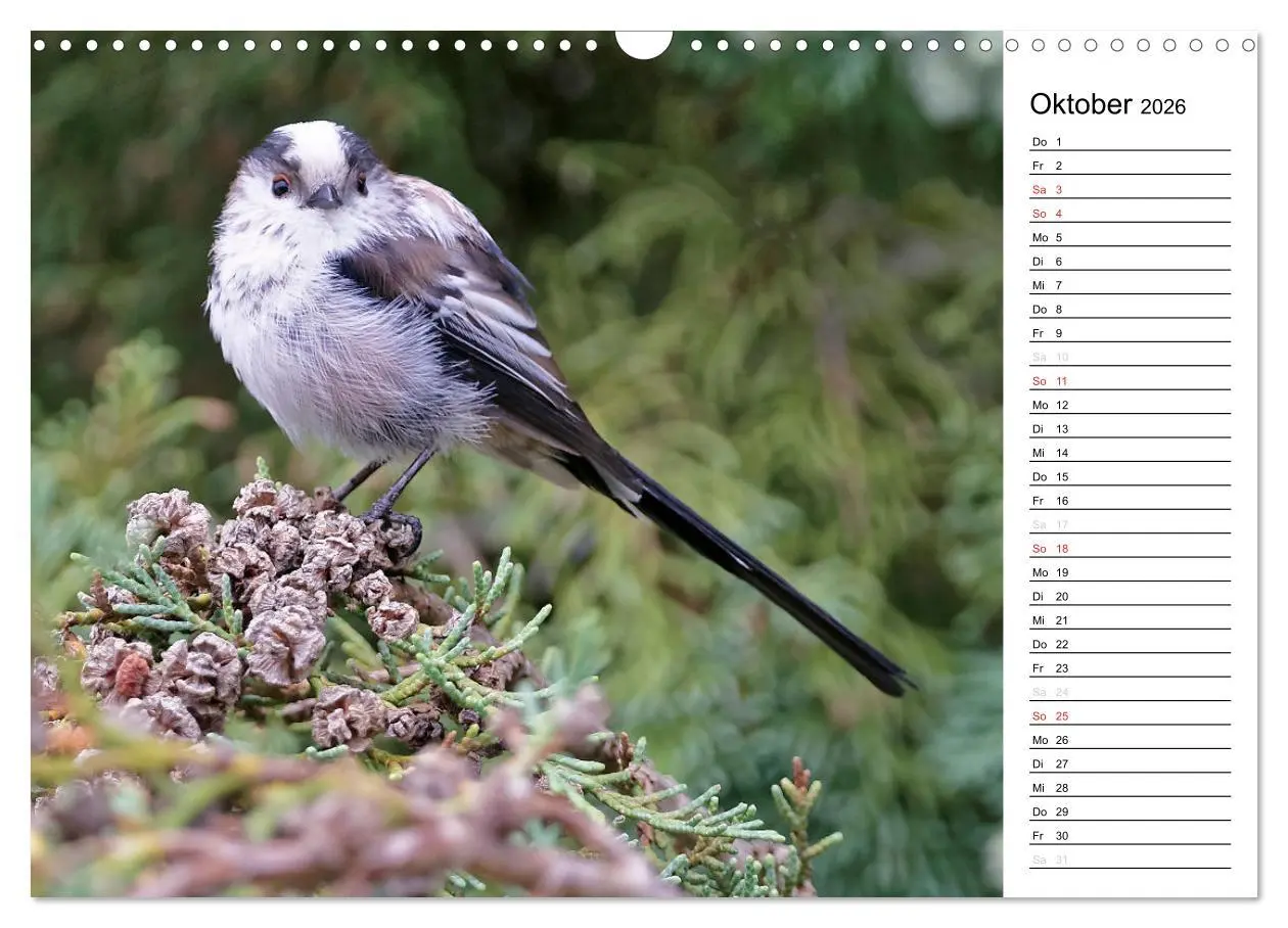 Bild: 9783516007206 | Unsere heimischen Gartenvögel (Wandkalender 2026 DIN A3 quer),...
