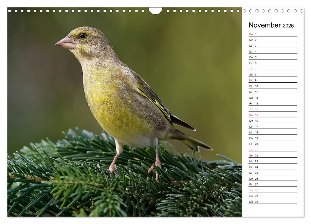 Bild: 9783516007206 | Unsere heimischen Gartenvögel (Wandkalender 2026 DIN A3 quer),...