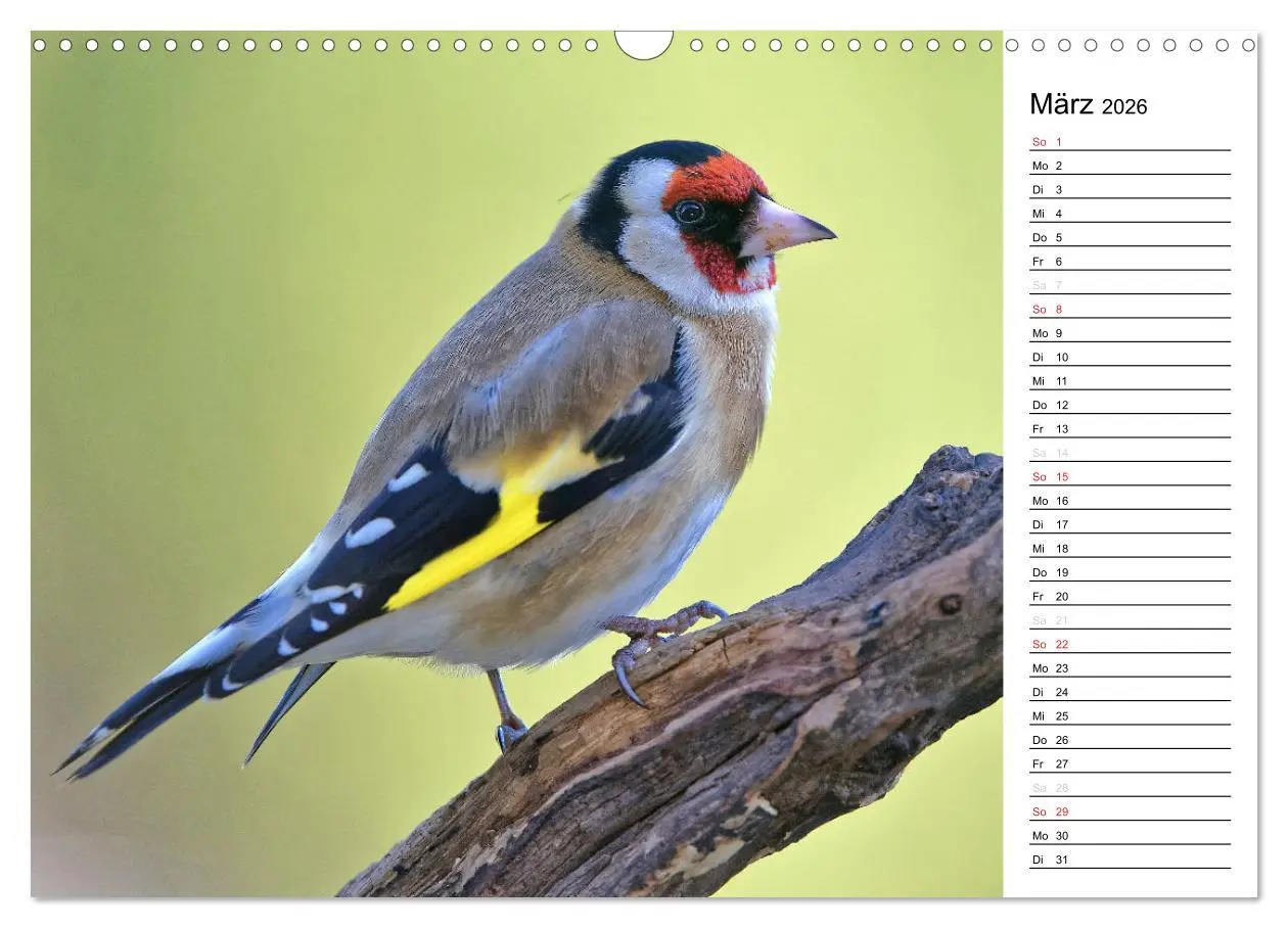 Bild: 9783516007206 | Unsere heimischen Gartenvögel (Wandkalender 2026 DIN A3 quer),...
